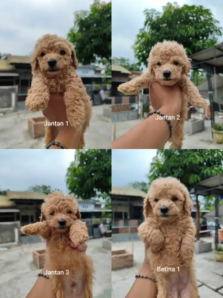 Anakan Poodle Light Apricot