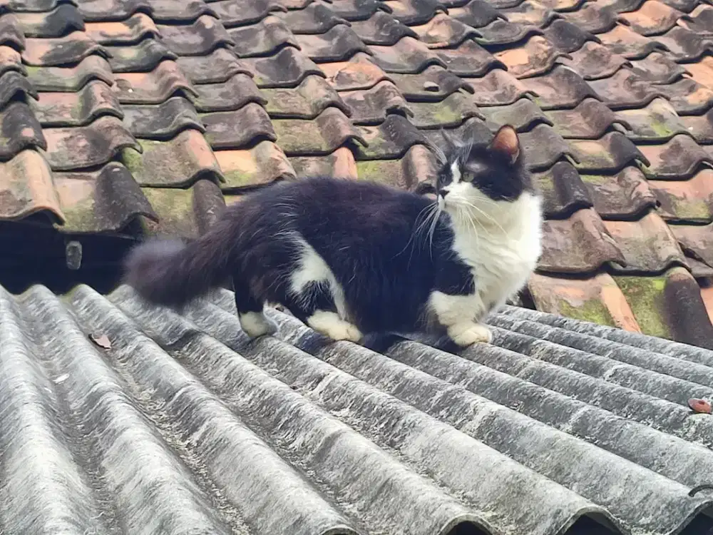 Kucing munckhin longhair jantan