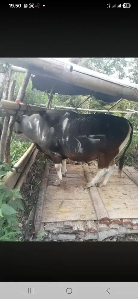 Jual hewan qurban murah , sehar , gemuk