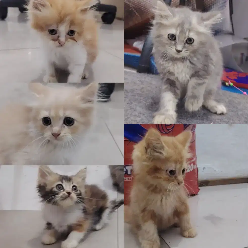 Kitten persia longhair