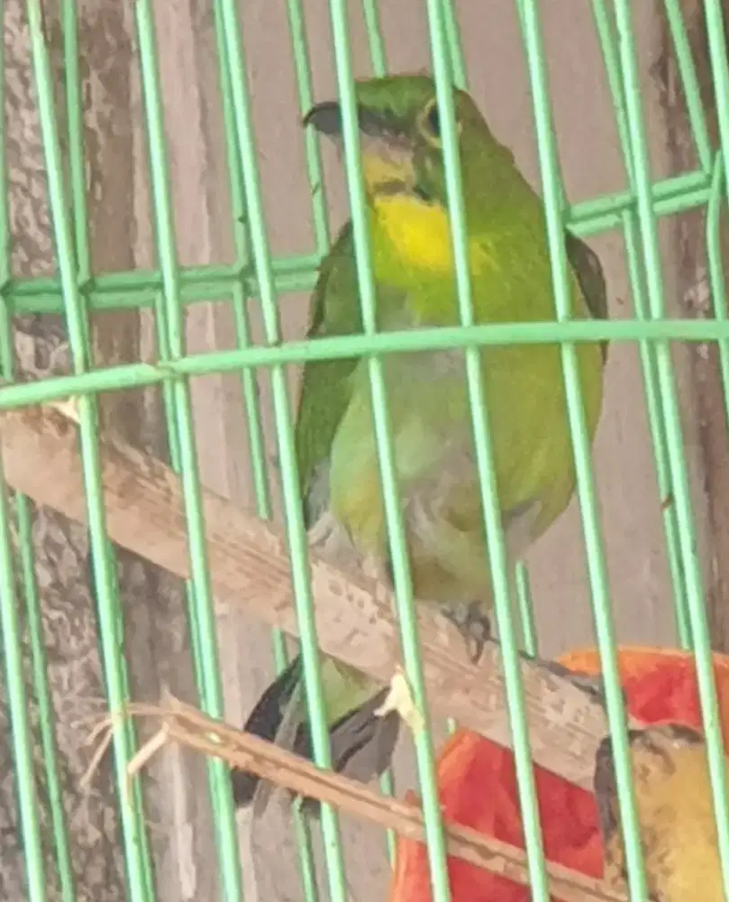 Jo trotol jantan harga grosir berkualitas