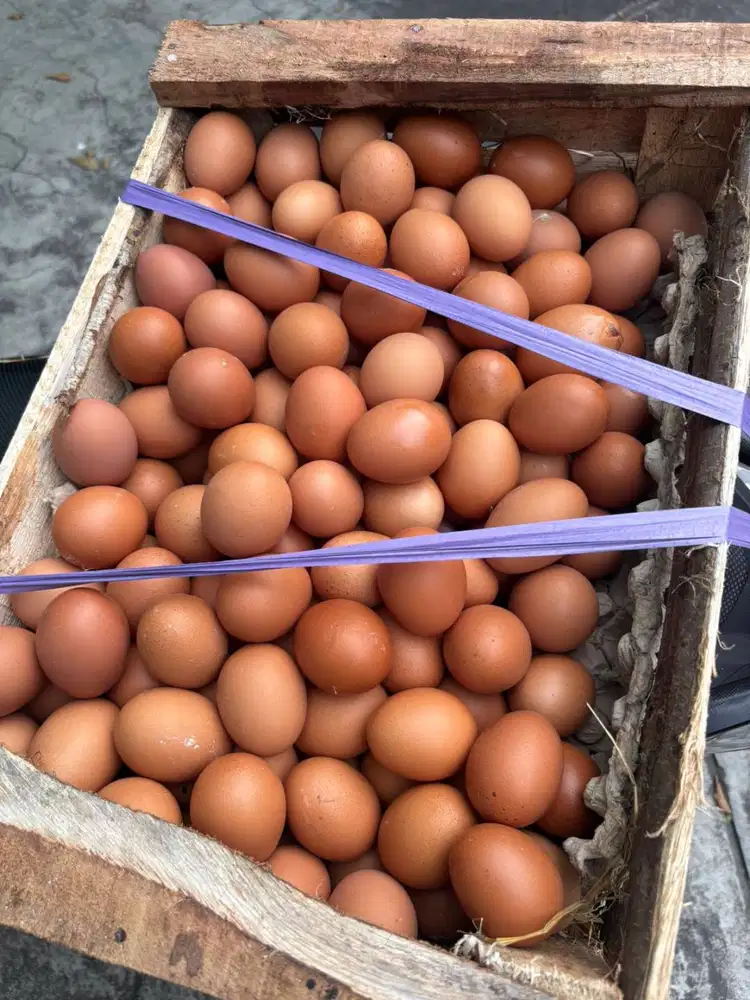 Dicari tanaga produksi