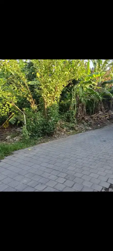 Dijual tanah murah,1,5 are di subak dalem gatsu denpasar bali