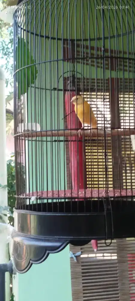 Burung kenari aja