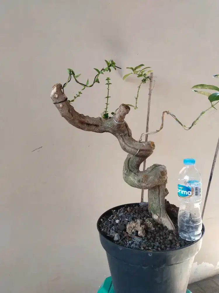 Bonsai sancang Ori