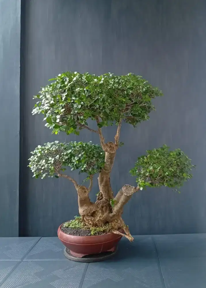 Bonsai antik serut siap pajang