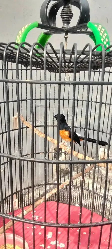 jual bt ijo murai batu