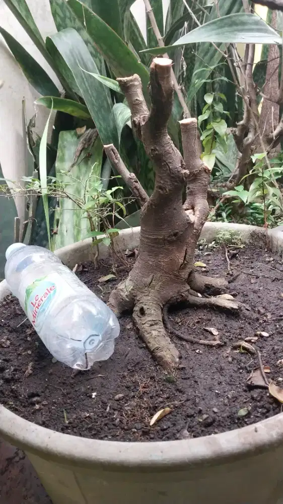 Bonsai Jeruk kingkit istimewa