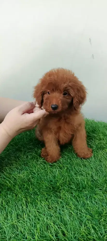 Red Toy Poodle Jantan