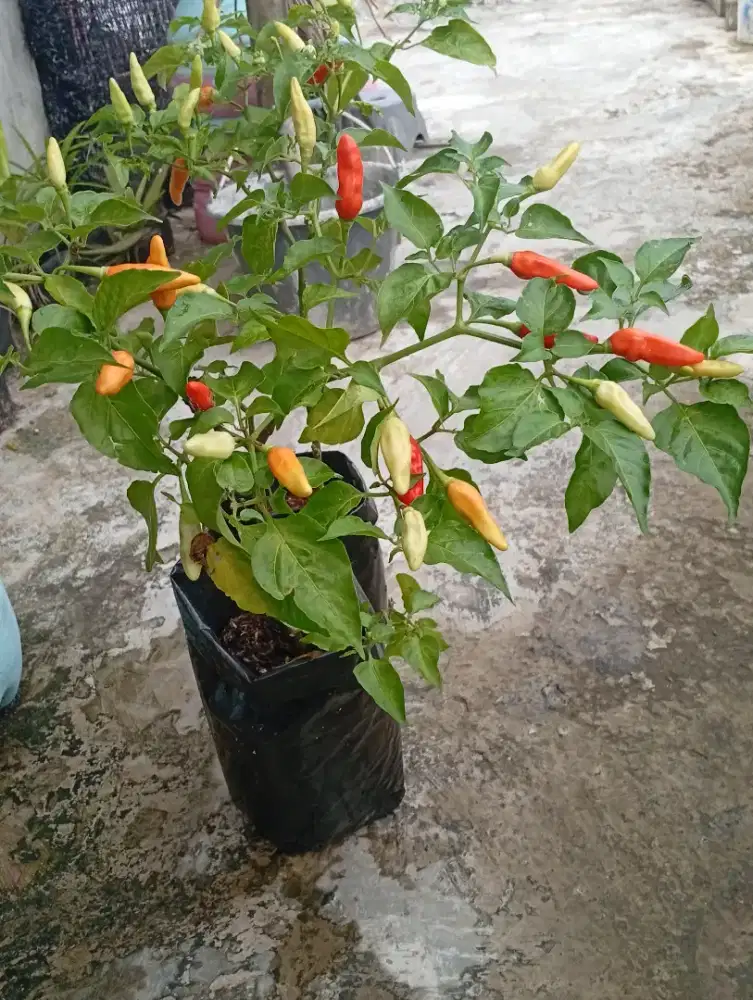 Pohon cabai berbuah murah