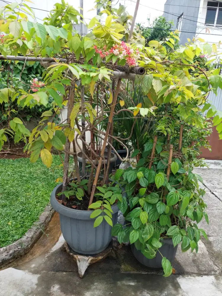 Tanaman bunga melati belanda