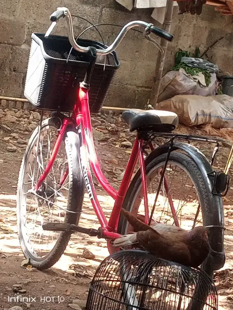 Sepeda Jumbo Cewek