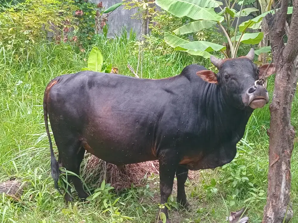 Sapi /Lembu Aceh