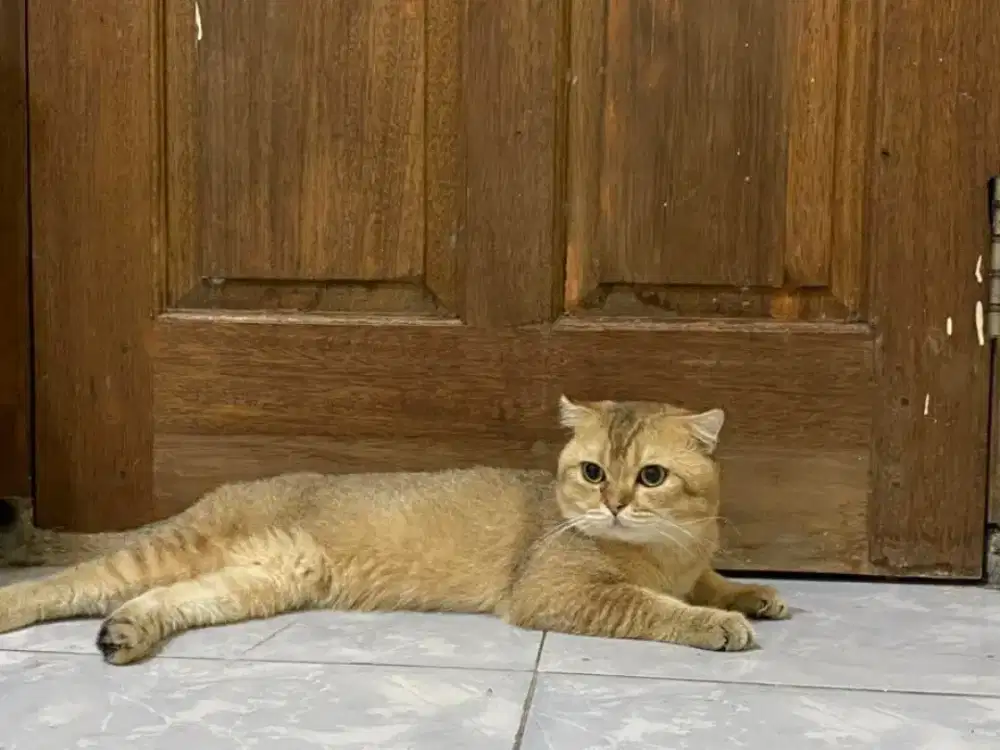 JASA PACAK / KIMPOY JANTAN BSH GOLDEN