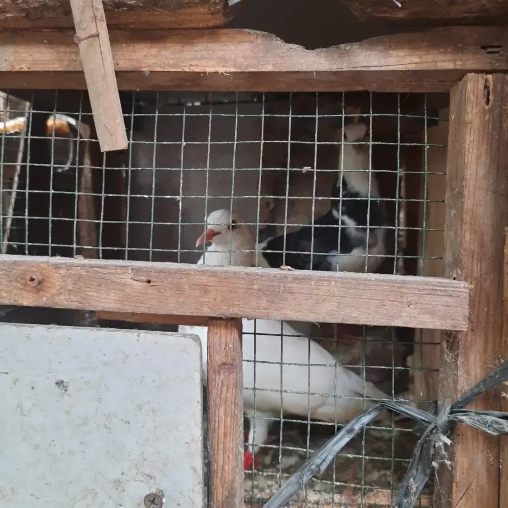 Harga ambyar sepasang merpati