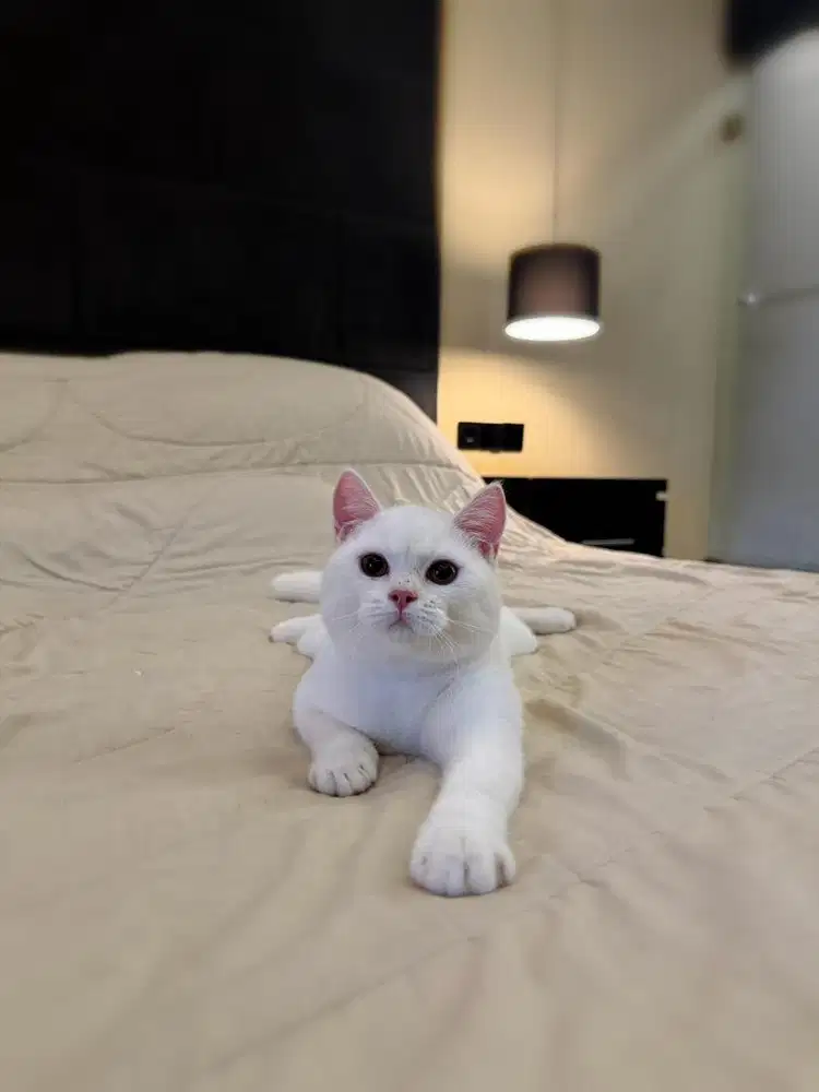 Kucing British Shorthair Silver MALE BSH SF