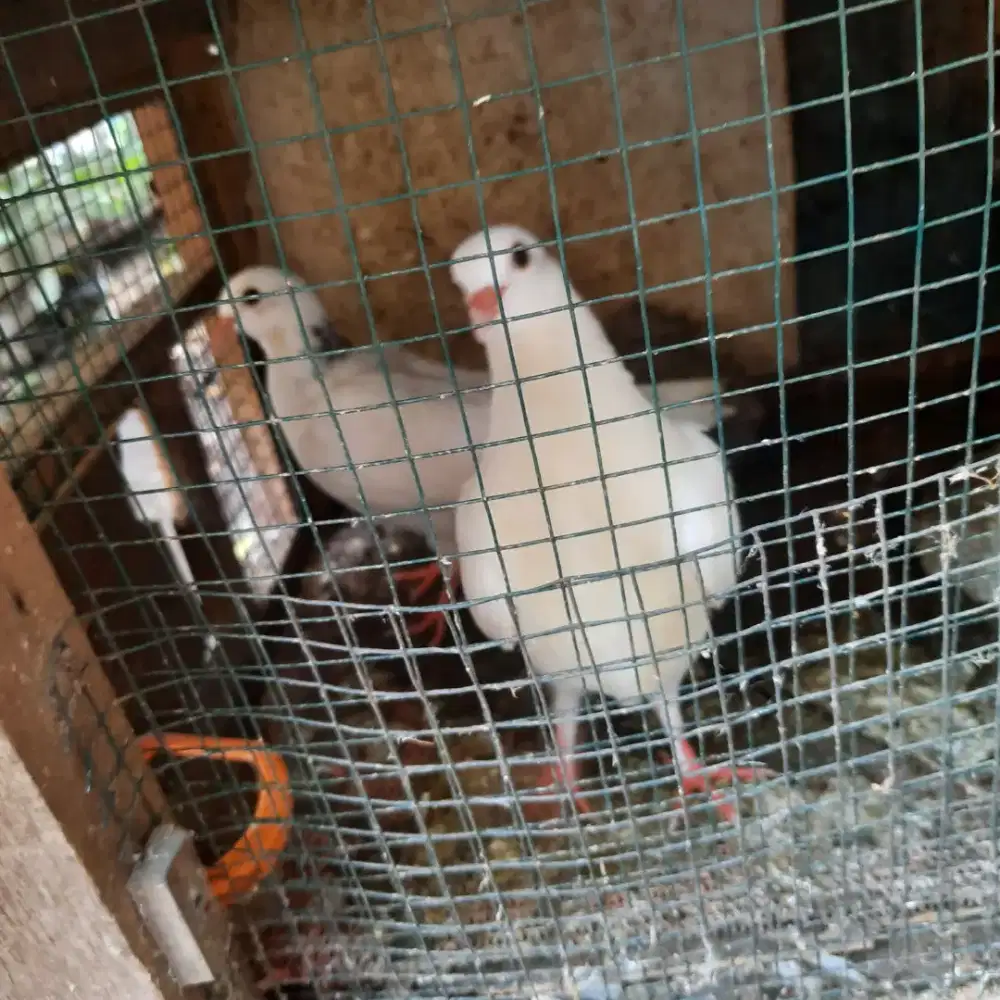 Merpati nuansa putih