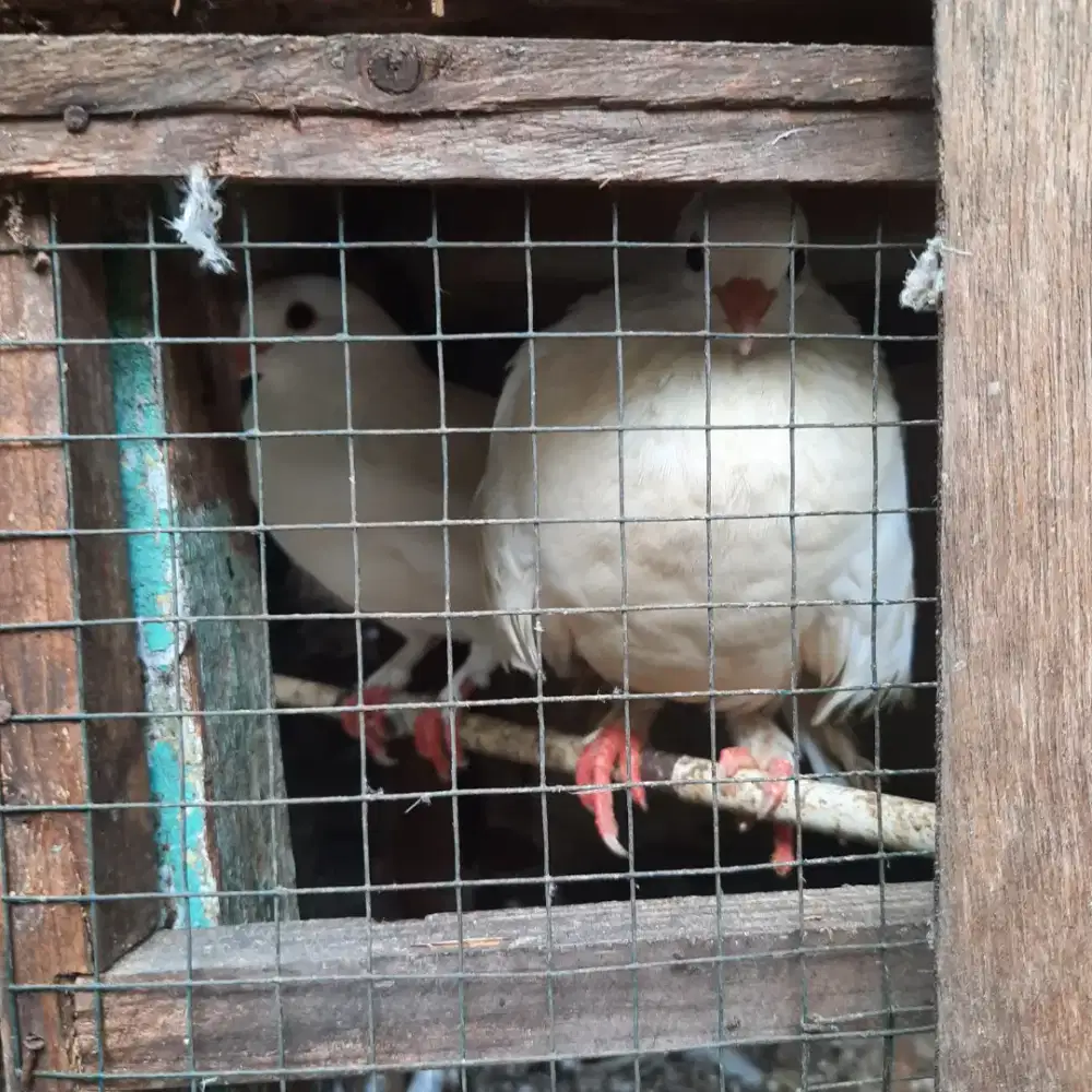 Sepasang merpati kipas non kipas