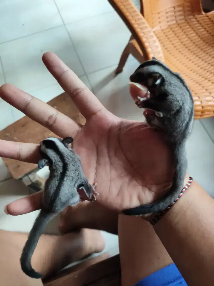 Sugar glider classic grey