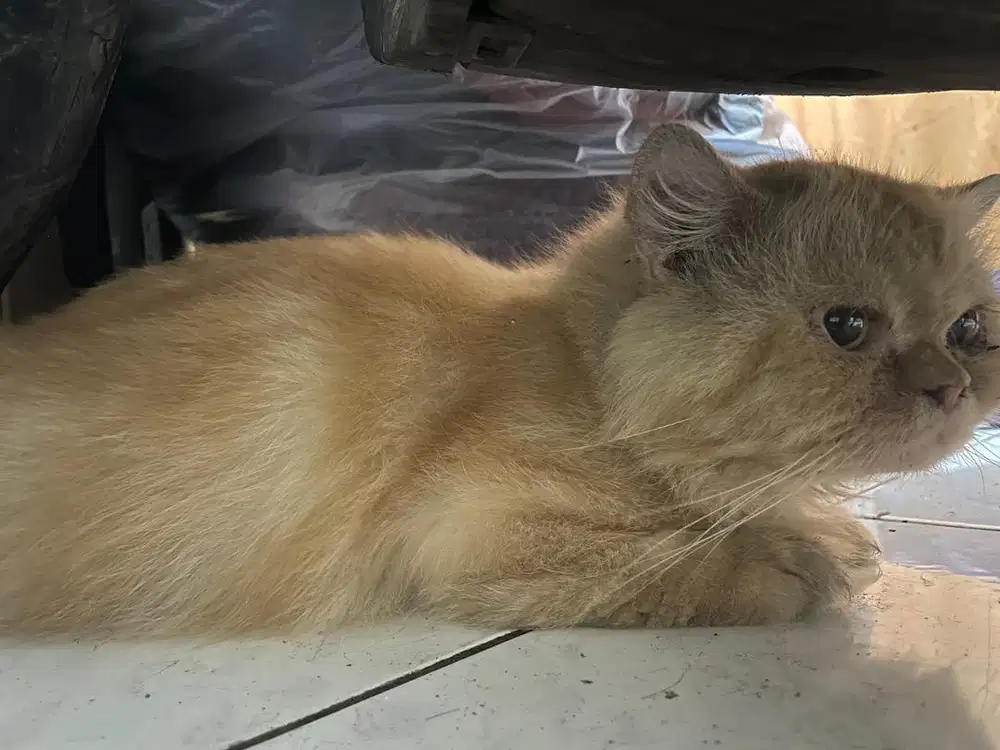 Free adop 4 kucing dewasa