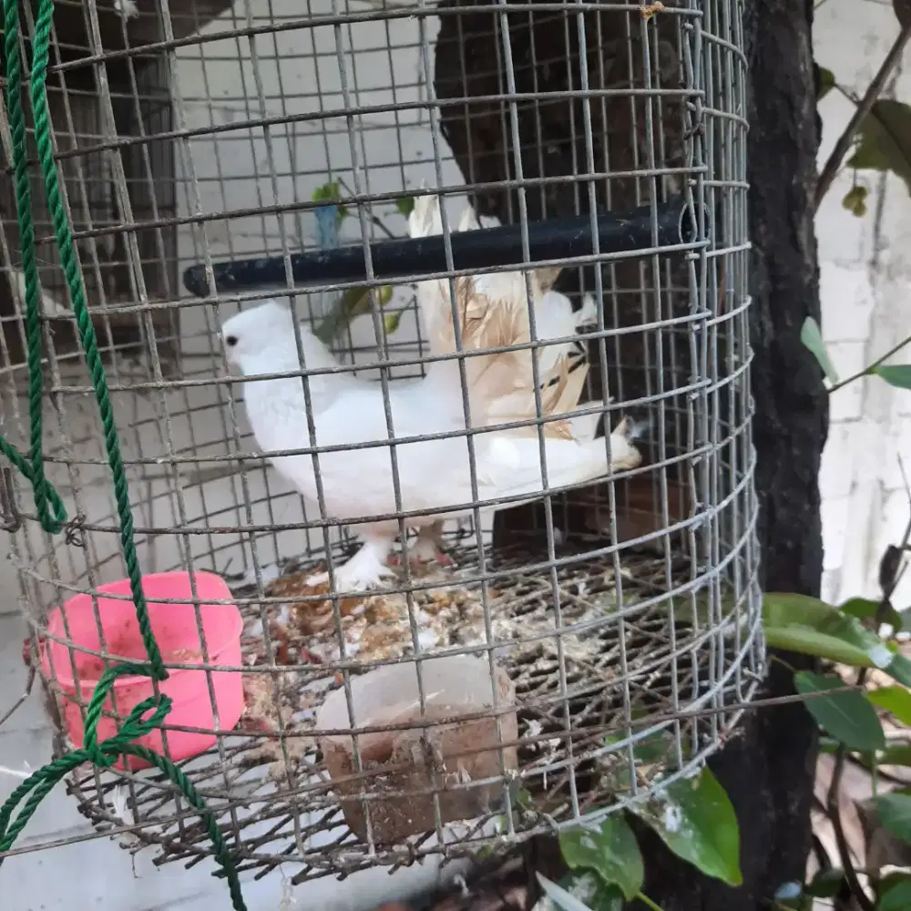 Merpati kipas jantan