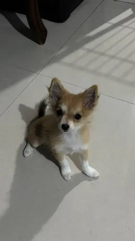 Dijual Anak Anjing Mix