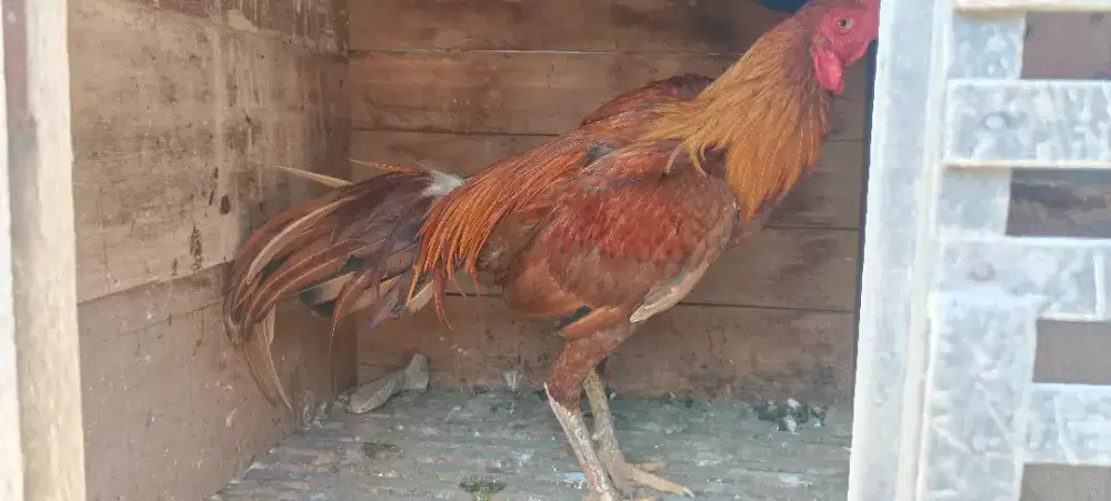 Ayam keren bibit beken