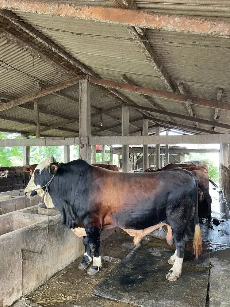 Sapi Qurban Limohsin