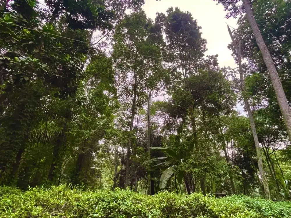 Dijual Murah Tanah Udara Dingin Dekat Perkampungan Bojong Purwakarta