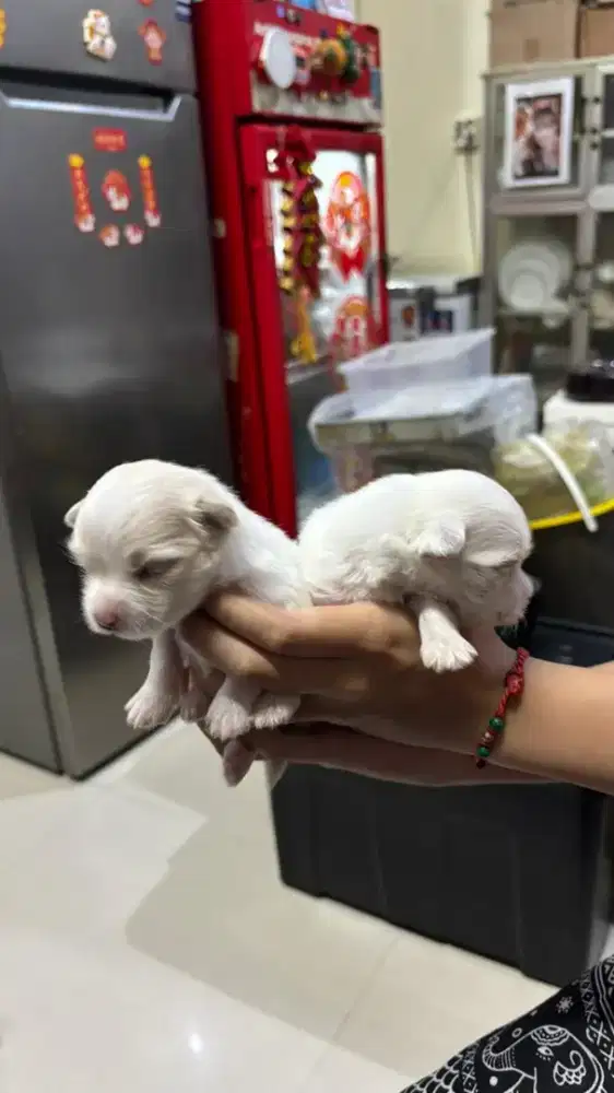 Dijual Anak Anjing Mix