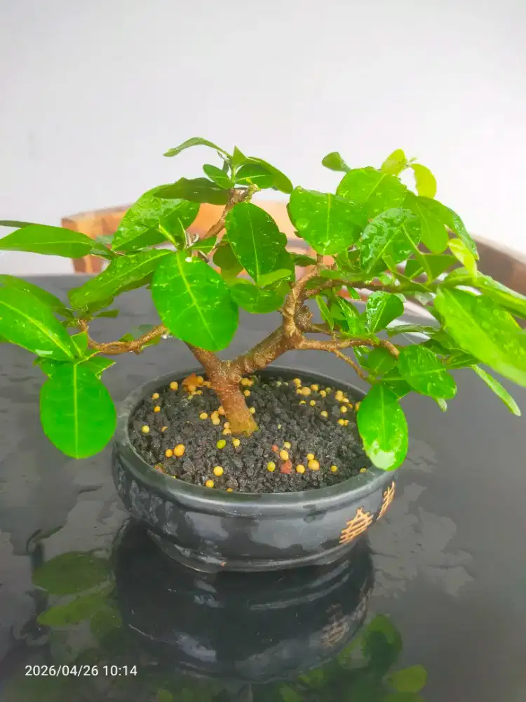 Bonsai Sianci Mini