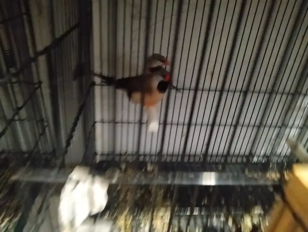 Burung finch pinstat