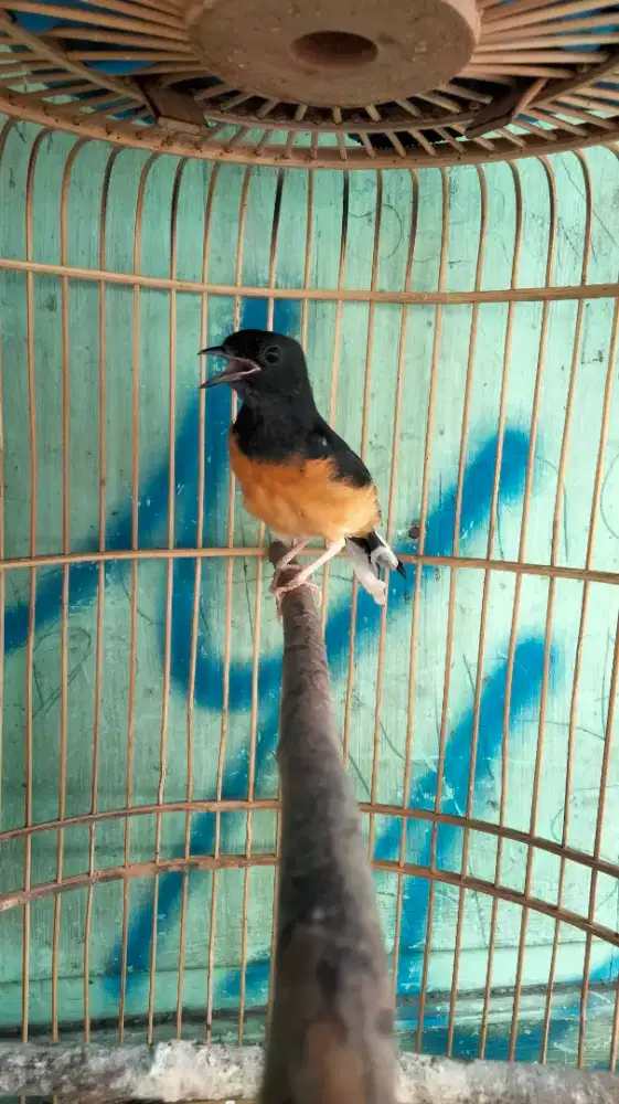 Murai Batu Medan Blorok Jantan Badan Gede Rajin Bunyi Super Prospekan