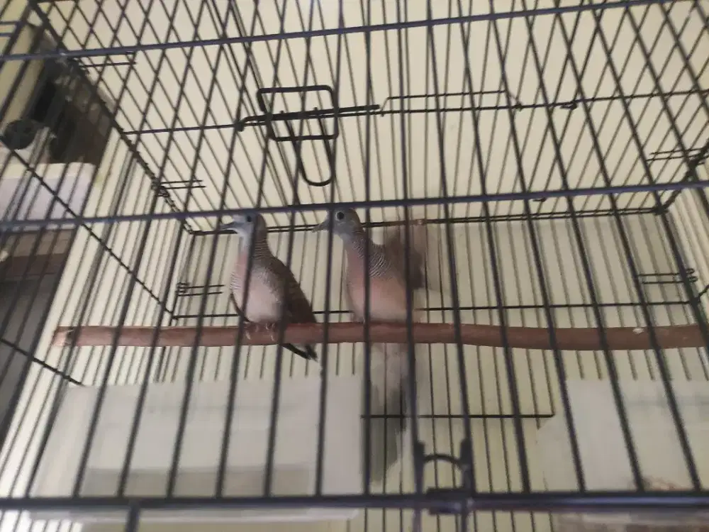 Di jual perkutut lokal