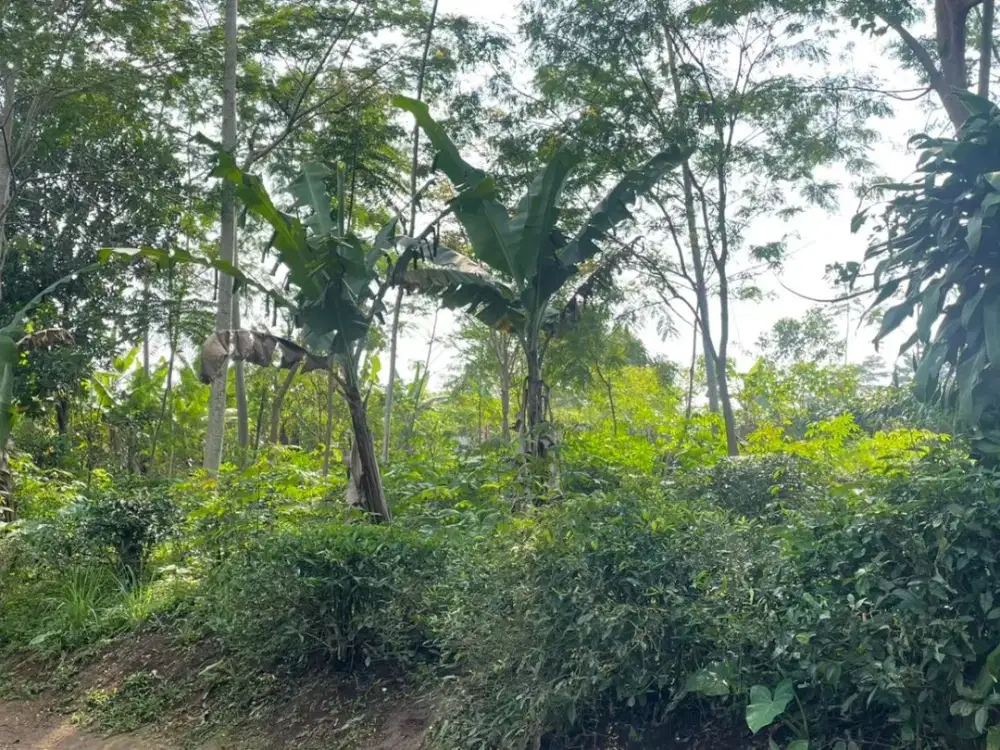 Dijual Tanah Kebun Akses Mobil Dekat Jl Raya Kabupaten di Darangdan Purwakarta