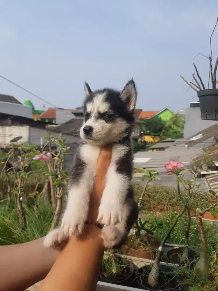 siberian husky pupies