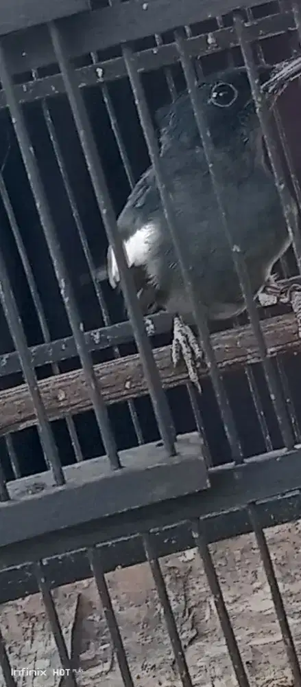 kacer jowo betina mapan