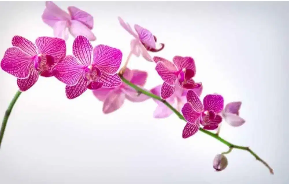 Cari kerja ART atau momong anak yg pulang pergi di Cikarang Timur