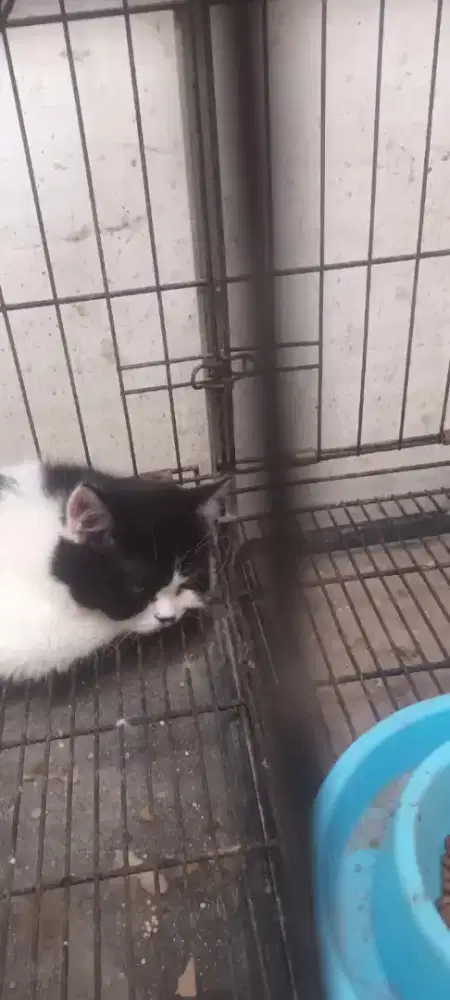 Kitten Persi di borongkan