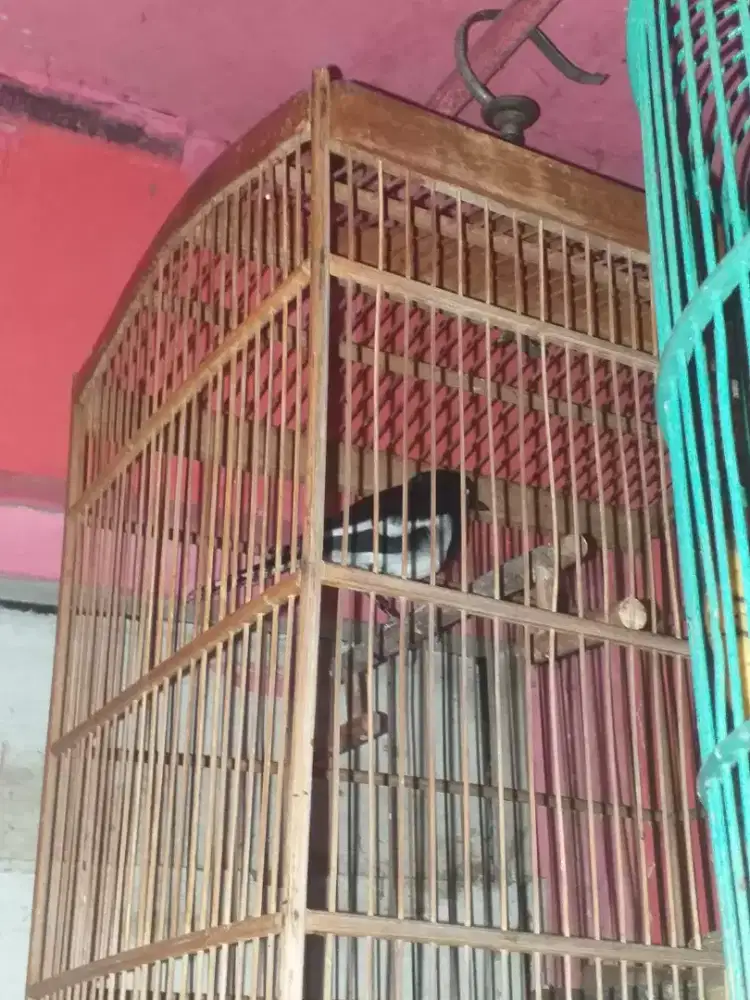 kacer betina dewasa mulus