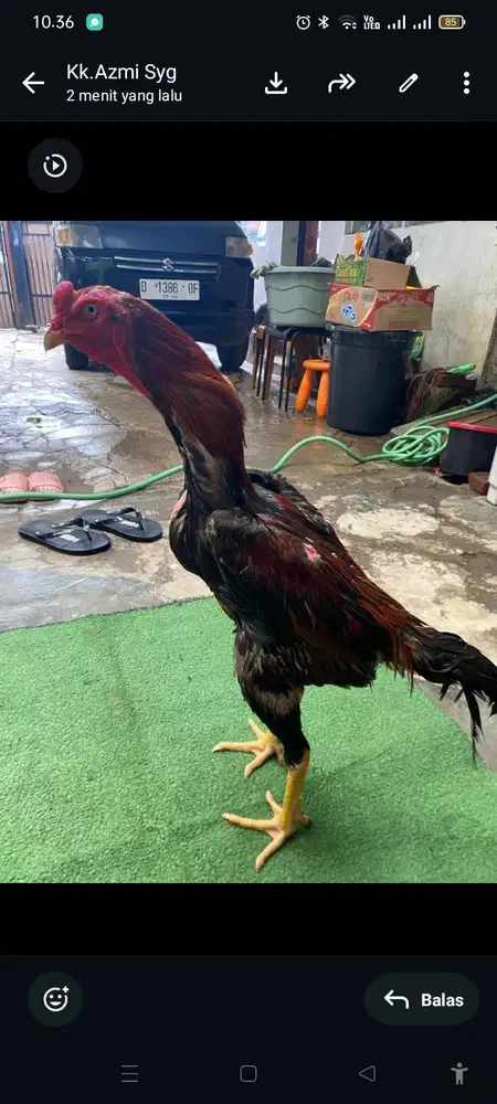 Ayam shamo jepang full brakot