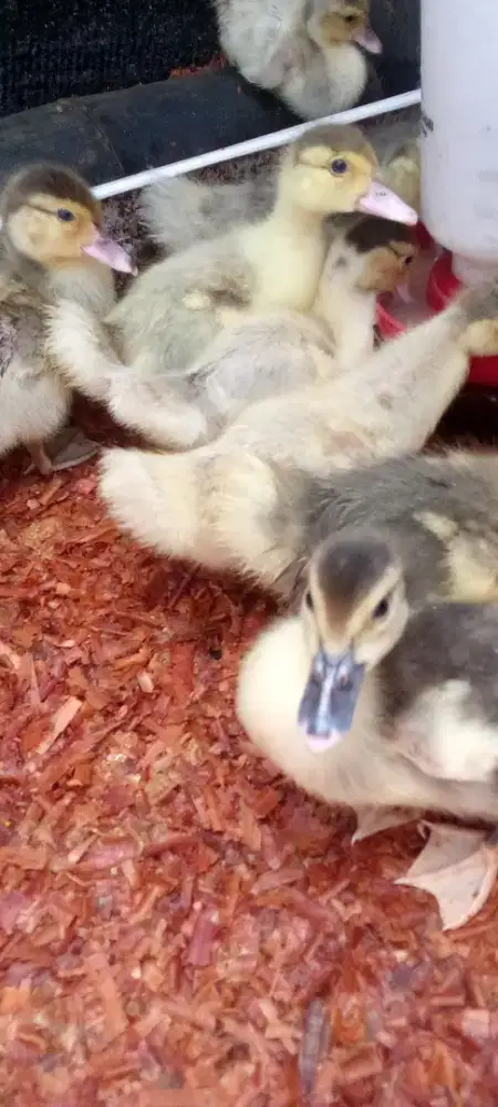 Rambon ginuk sehat pakan ful por/br