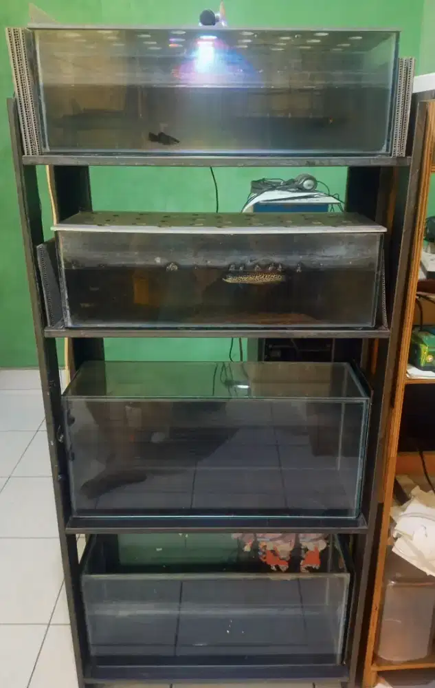 Aquarium channa gabus hamster
