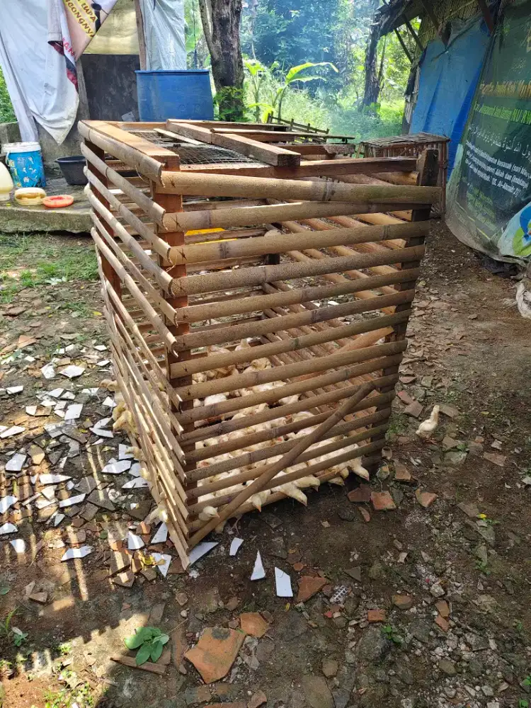 Dibutuhkan Penjaga Ayam