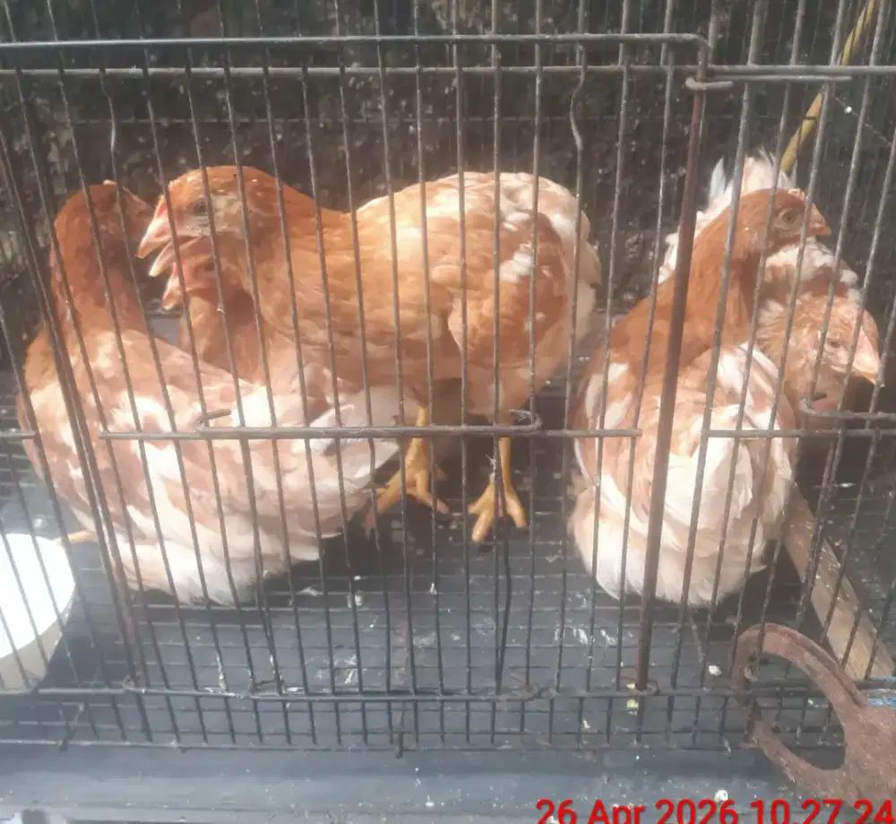 Ayam Petelur 3 Bulan