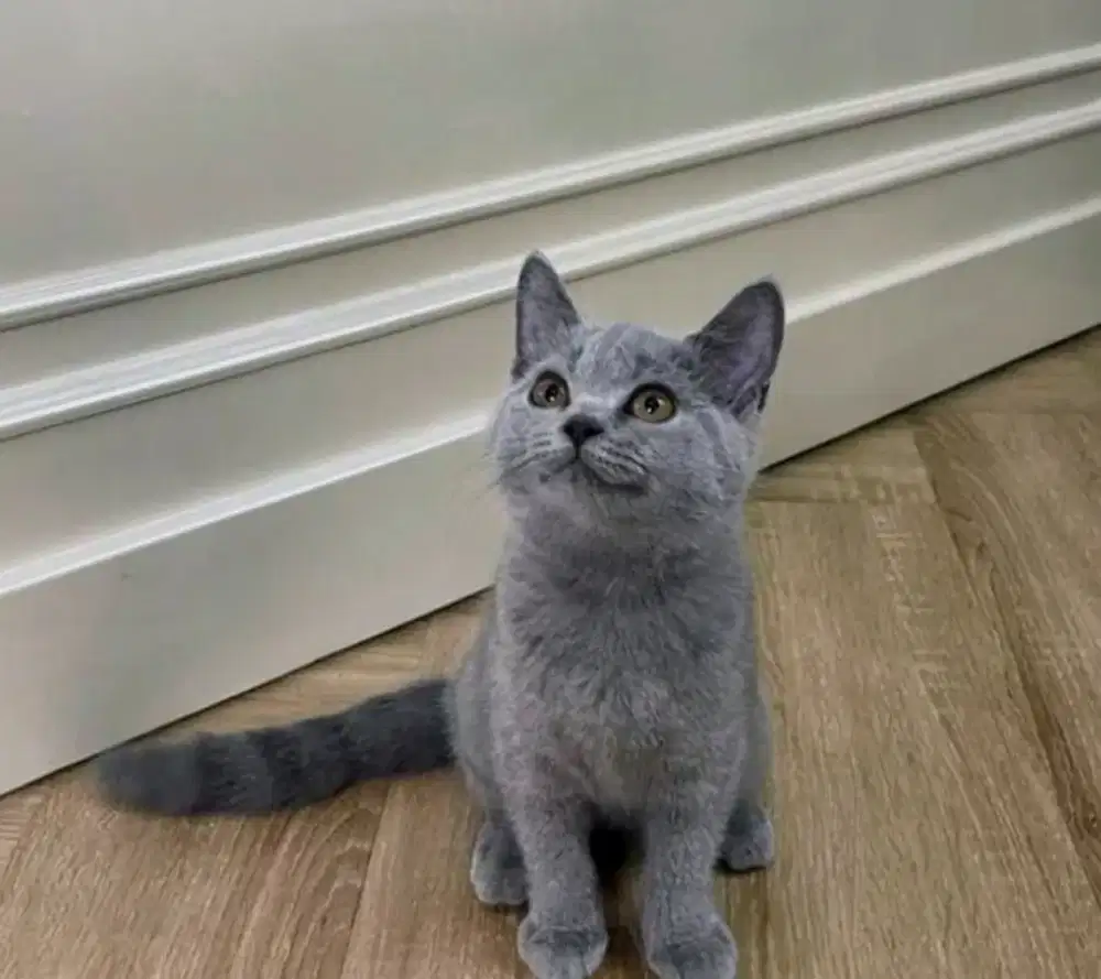 Kucing kitten British shorthair sudah vaksin