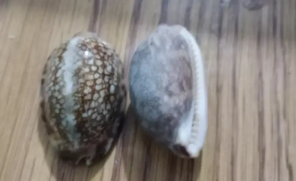 Manik manik(aksesoris / hiasan kerang