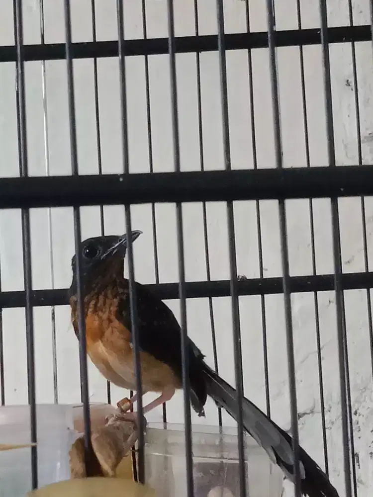 Jual burung murai trotol jantan burja