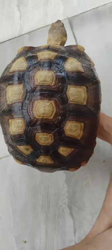 Kura kura sulcata