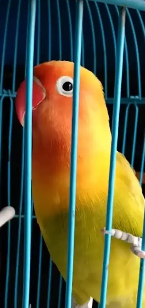 Burung lakbet paskun full set